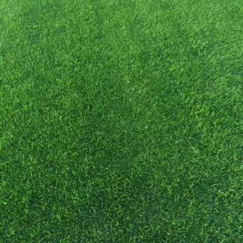 Prato erboso a rotoli DRY