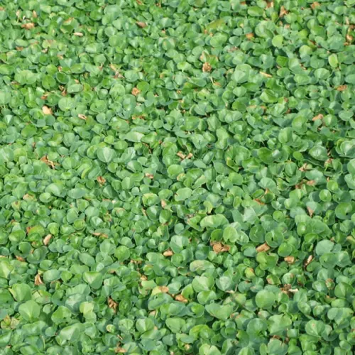 Prato erboso in rotoli DICHONDRA