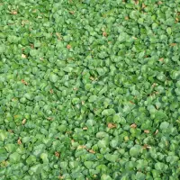 Prato erboso in rotoli DICHONDRA