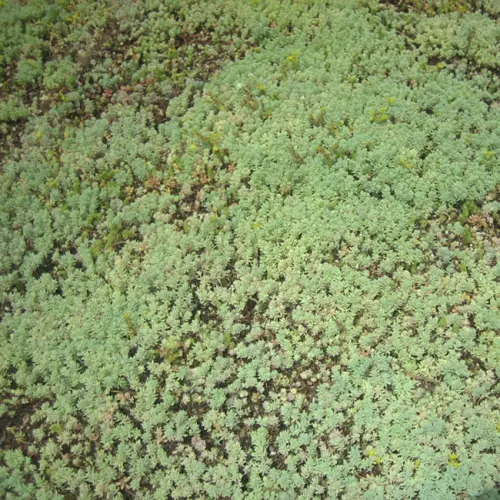 Prato erboso in rotoli SEDUM